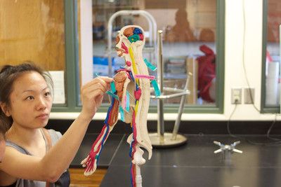 A student looks at a skeleton